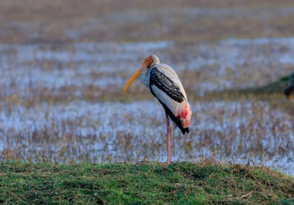 Harike Pattan Bird Sanctuary