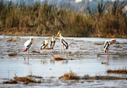 Harike Pattan Bird Sanctuary