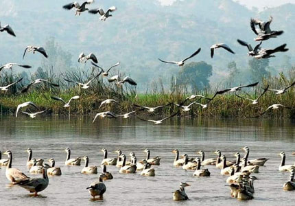 Harike Pattan Bird Sanctuary