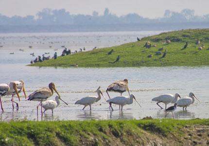Harike Pattan Bird Sanctuary